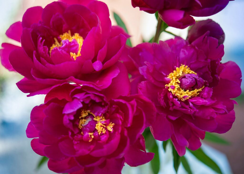 magenta wedding flowers for pantone's color of the year.