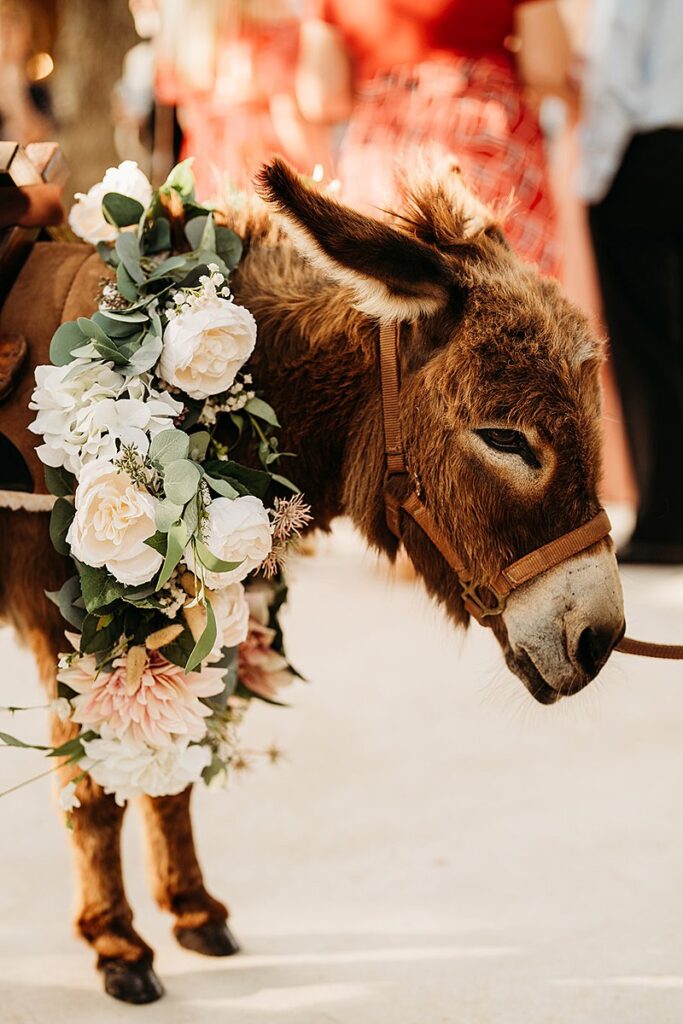 A donkey wearing a flower wreath.