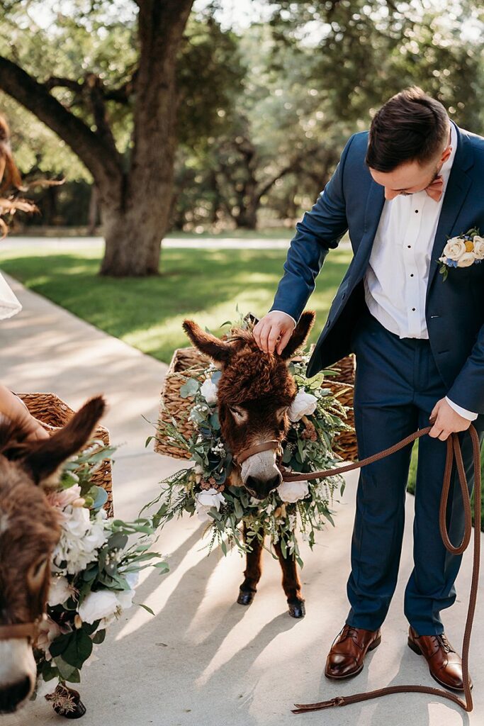 A bride and groom with donkeys at a wedding.