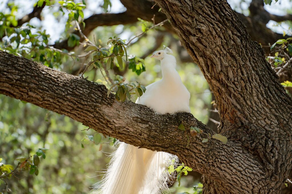 A white peacock with a long tail perched on a tree branch surrounded by green foliage.