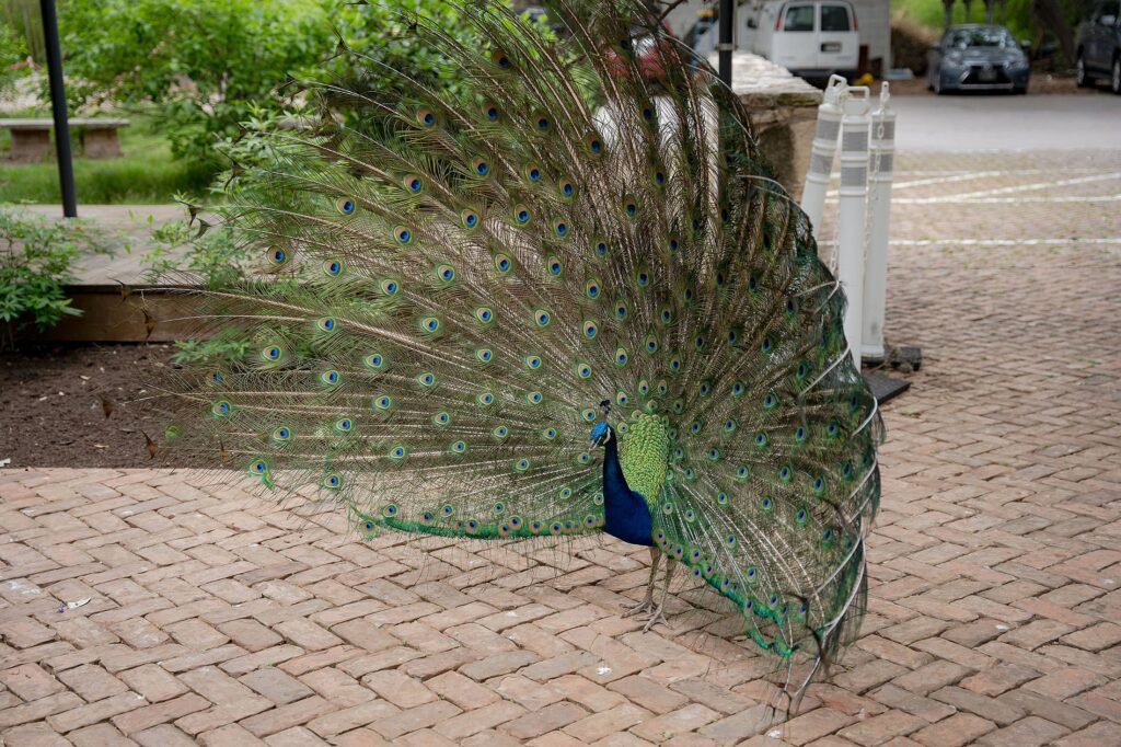 A peacock displays its full, colorful tail feathers while standing on a paved path in an outdoor setting. Cars and greenery are visible in the background.