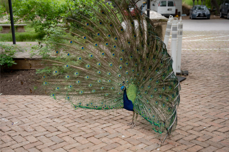 A peacock stands on a brick path with its colorful tail feathers fully fanned out at Mattie's Austin, where cars and lush greenery provide a charming backdrop.