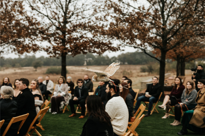 A barn owl flys over seated guests at an outdoor wedding reception to deliver the rings to the bride and groom. 