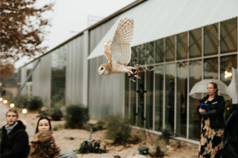 Owl delivers rings to groom during wedding at Prospect House.