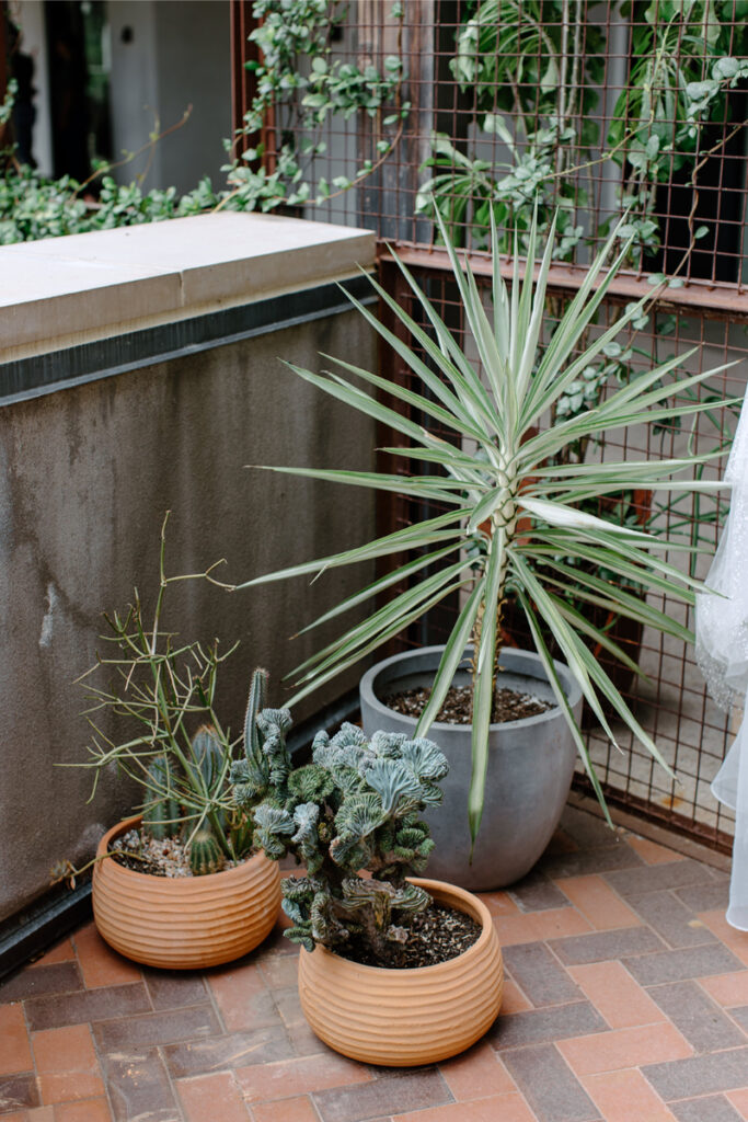 Three potted plants, including cacti and a yucca, are arranged in a corner on a brick patio next to a concrete wall and metal fence with climbing greenery.