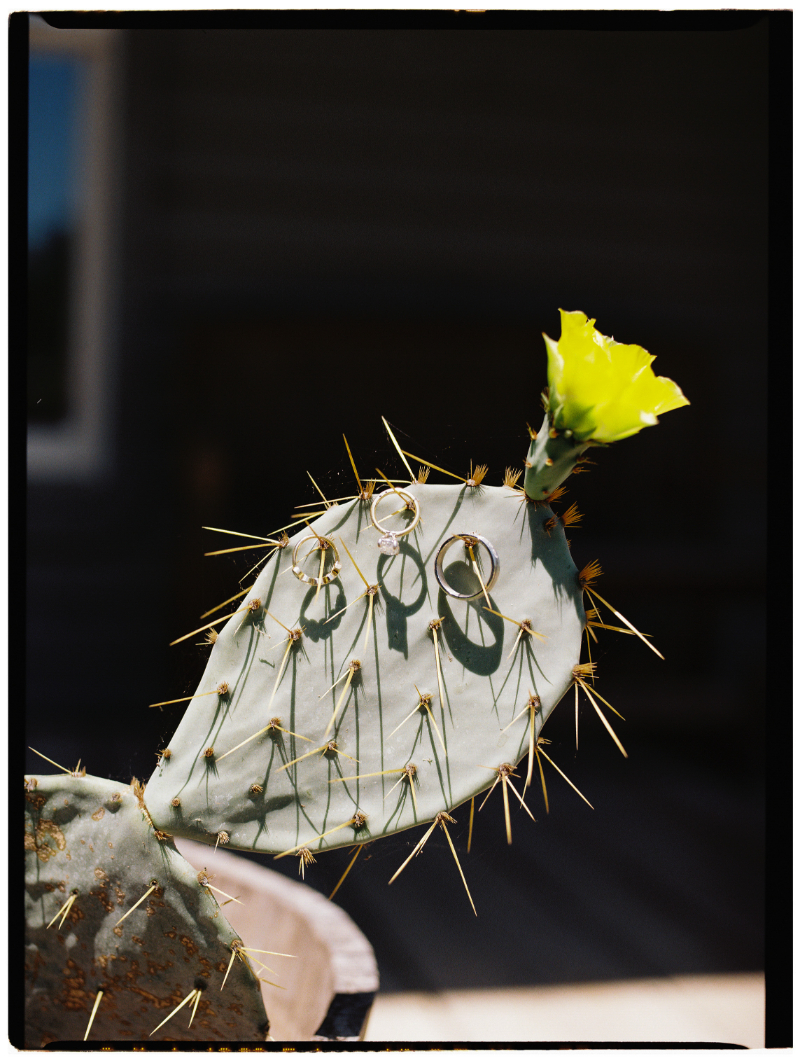 A prickly cactus pad with three hoop earrings and a bright yellow flower at the top is shown in sunlight.